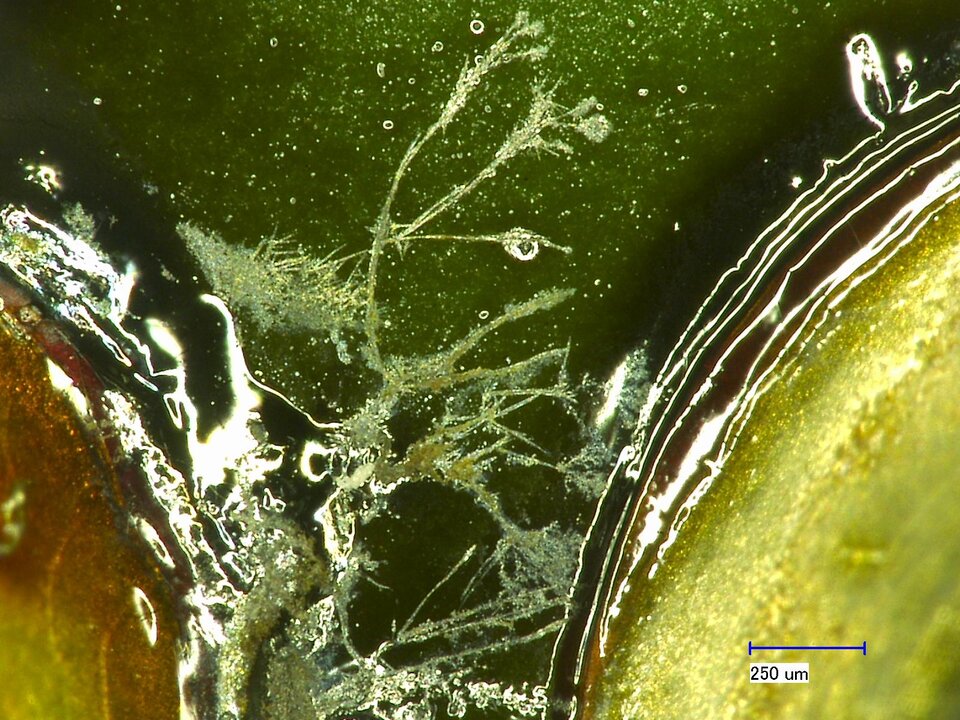 Fehlerbild einer Leiterplatte mit elektrochemischer Migration – deutlich erkennbar ist die Dendritenbildung. | © ZESTRON