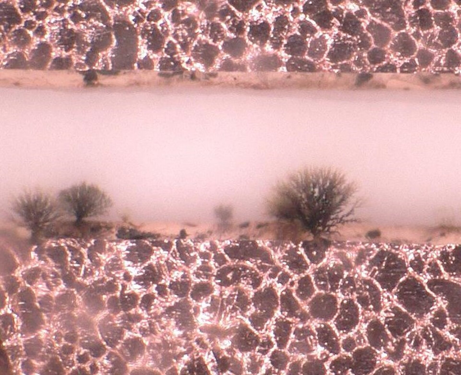 Baugruppe mit dendritischen Fehlerbilder der Black Spots. | © @ZESTRON