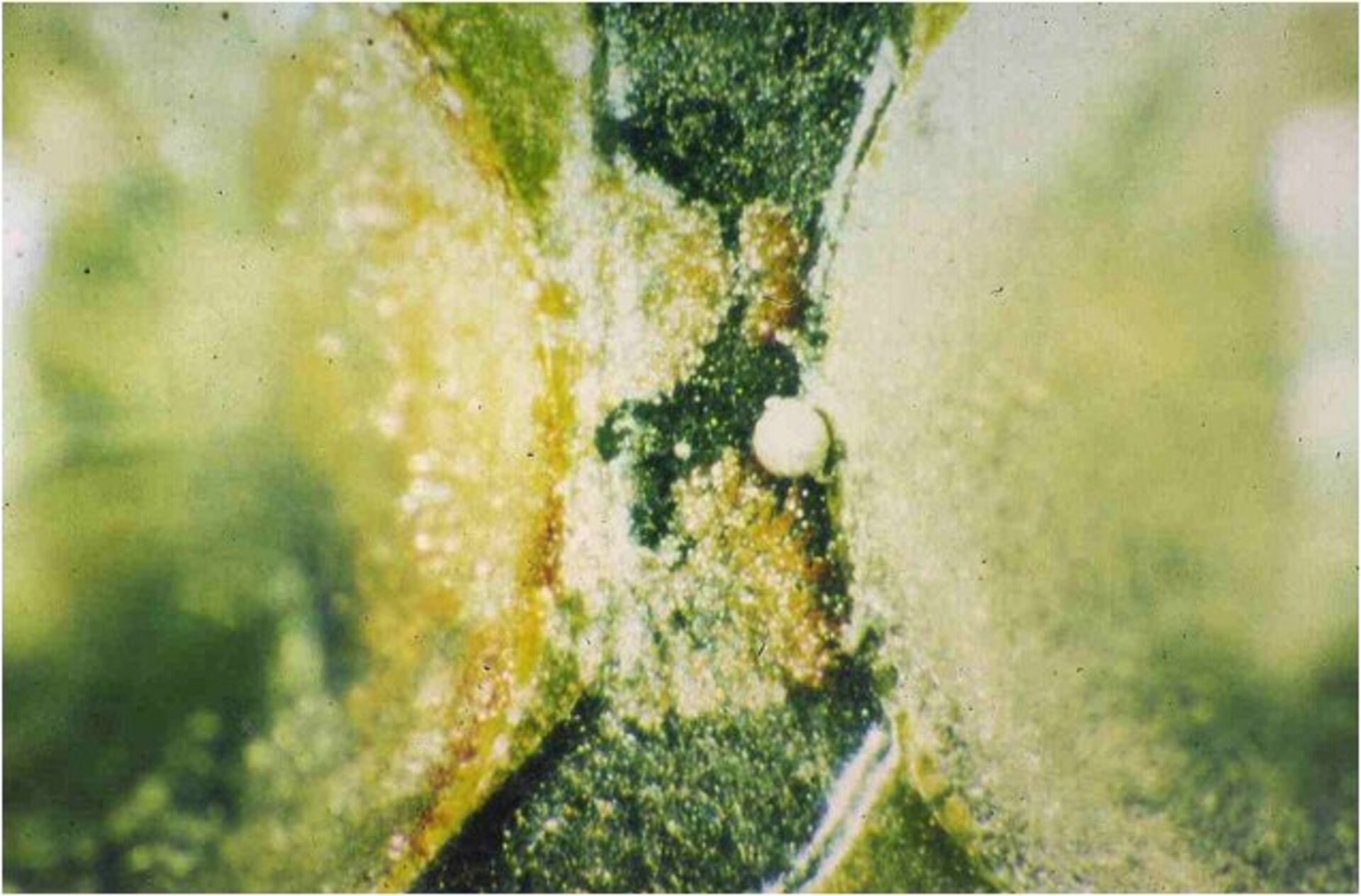 Ausfallursachen_elektronische_Baugruppen_Elektrochemische_Migration